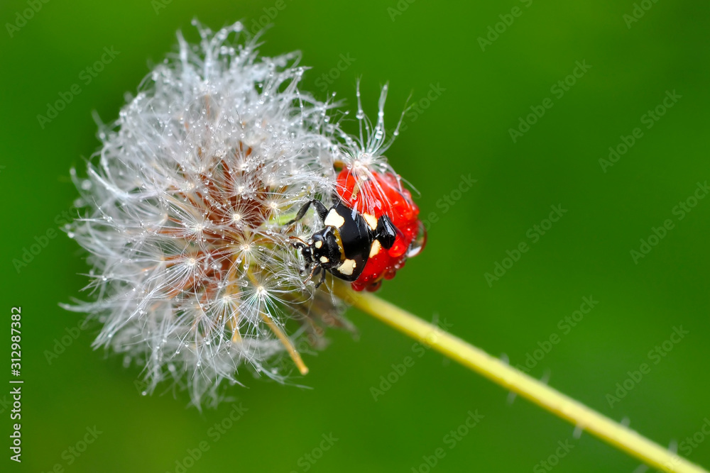 Fototapeta premium Beautiful Ladybug on dandelion defocused background