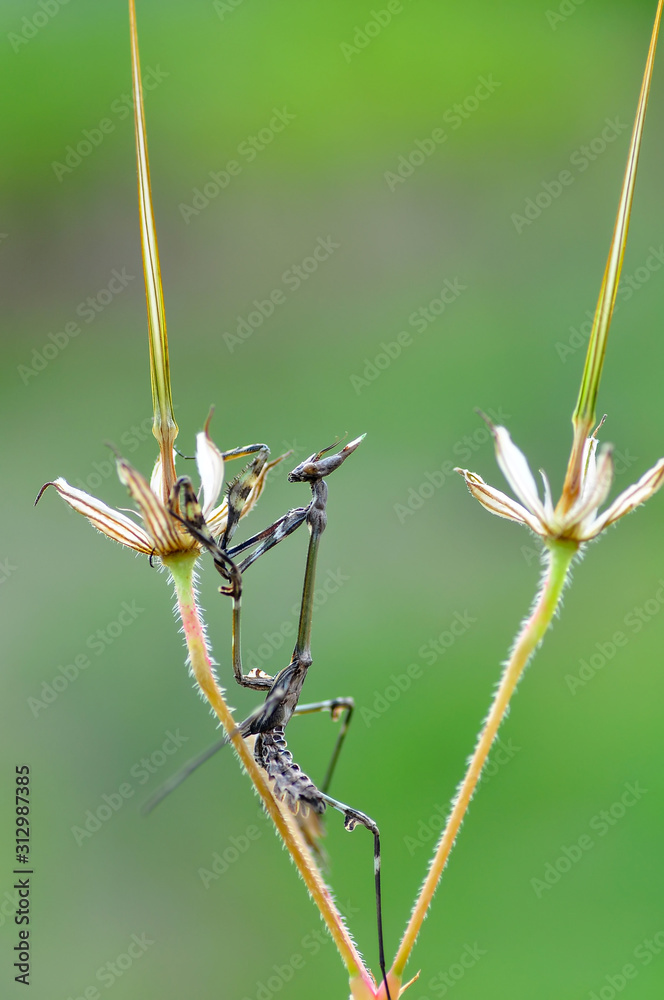 Close up of pair of Beautiful European mantis ( Mantis religiosa ) Close up of pair of Beautiful European mantis ( Mantis religiosa )