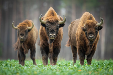 Fototapete Bison Europäischer Wisent im Knyszyn-Wald  © szczepank