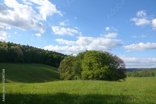 Fototapeta Naklejka Na Ścianę i Meble -  Waldrand bei Erbuch im Odenwald