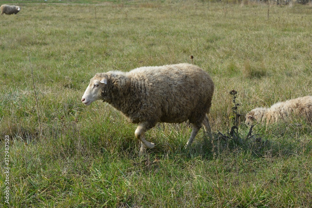 Obraz premium sheep in a green field