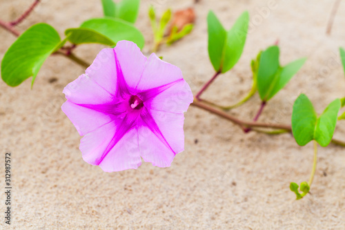 Pink flowers in a sand. Convolvulus arvensis or field bindweed photo