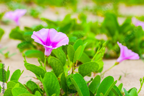 Fotografie Pink flowers of Convolvulus arvensis or field bindweed