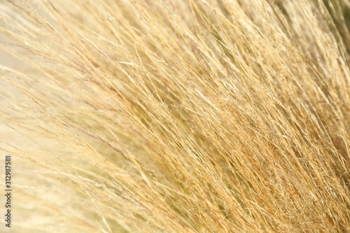 abstract image of reeds