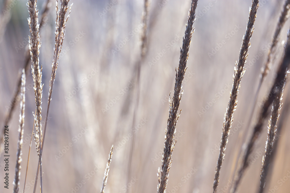 close-up image of reeds fluttering in the wind close-up image of reeds fluttering in the wind