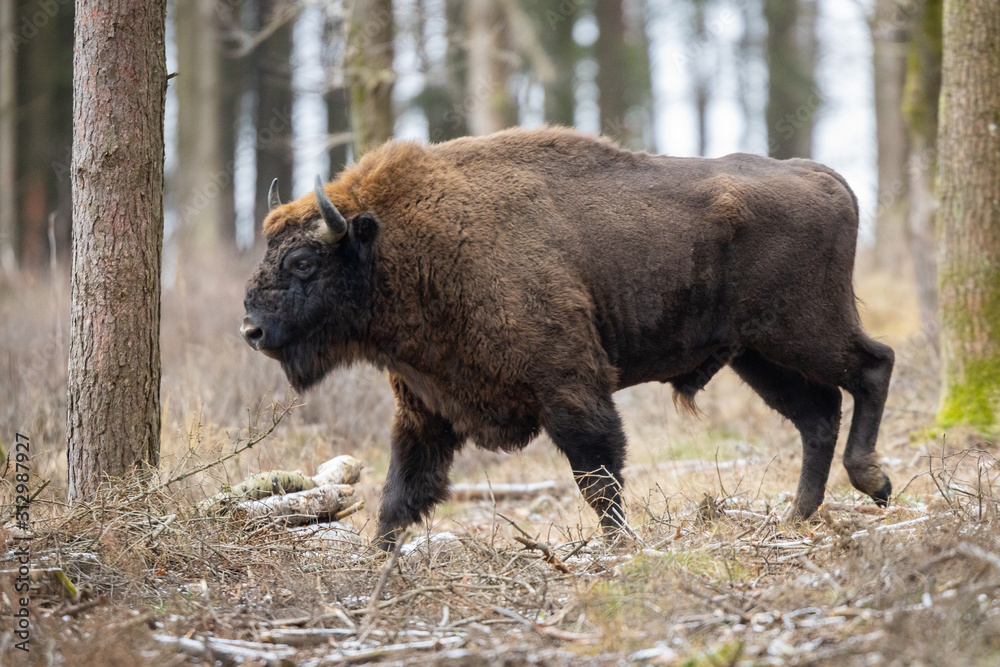 European bison - Bison bonasus in the Knyszyn Forest (Poland) European bison - Bison bonasus in the Knyszyn Forest (Poland)