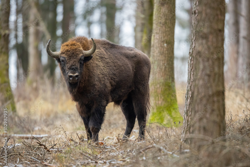 European bison - Bison bonasus in the Knyszyn Forest (Poland) European bison - Bison bonasus in the Knyszyn Forest (Poland)