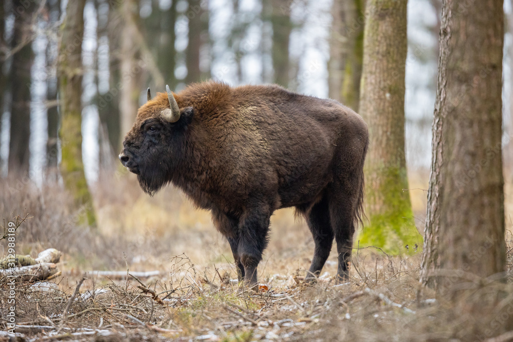 European bison - Bison bonasus in the Knyszyn Forest (Poland)