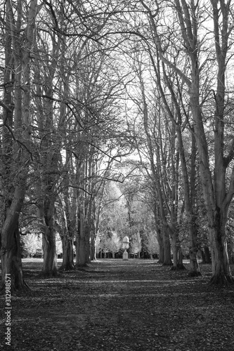 Country Park Black and white