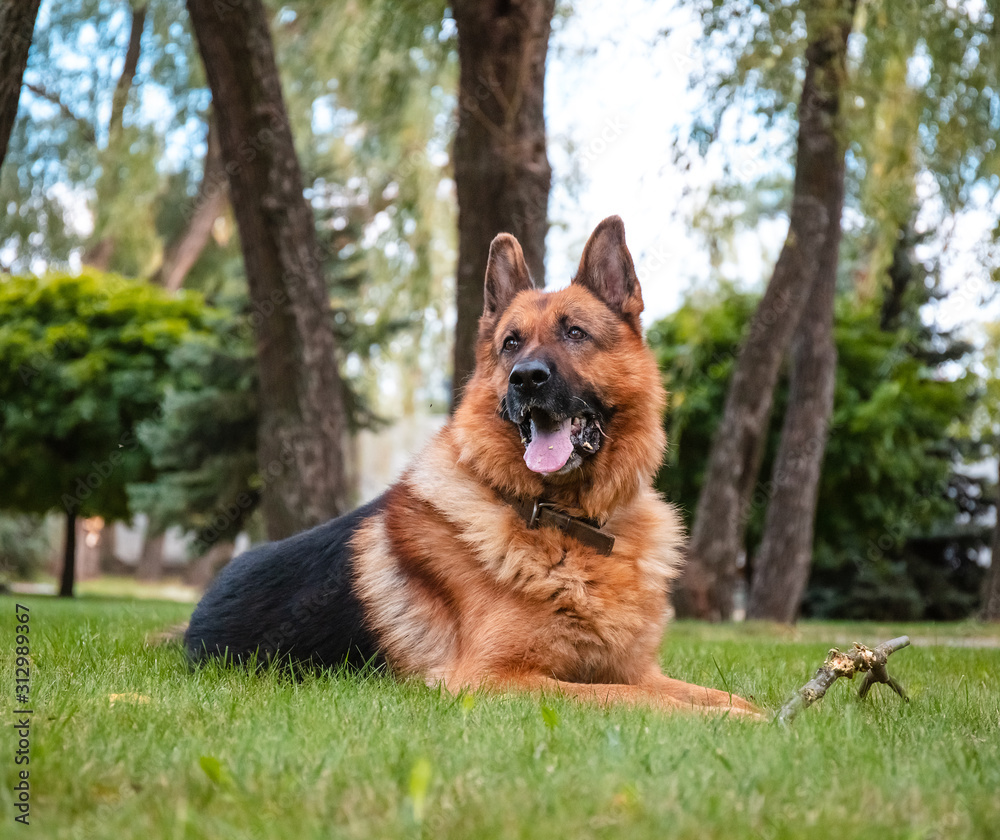 Dog German Shepherd lies on green grass. Beautiful Summer Outdoor Nature. Dog German Shepherd lies on green grass. Beautiful Summer Outdoor Nature.