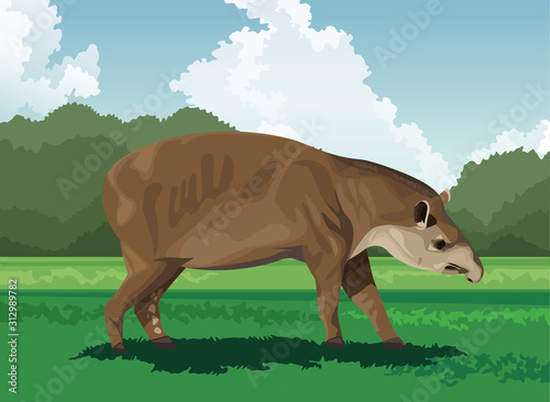 wild tapir in the field
