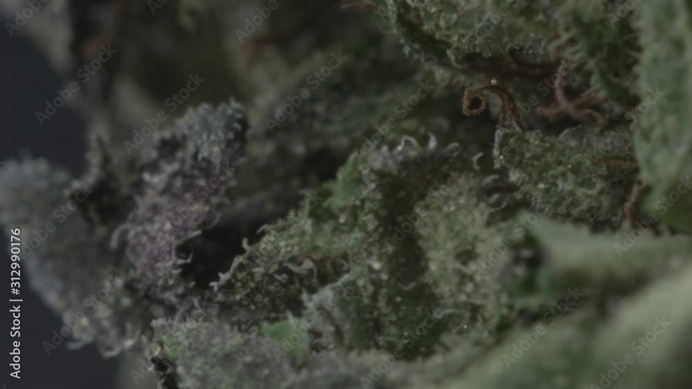 Close up view of Marijuana buds, pot plants and cannabis leaves Close up view of Marijuana buds, pot plants and cannabis leaves