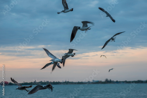 seagulls flying over the sea