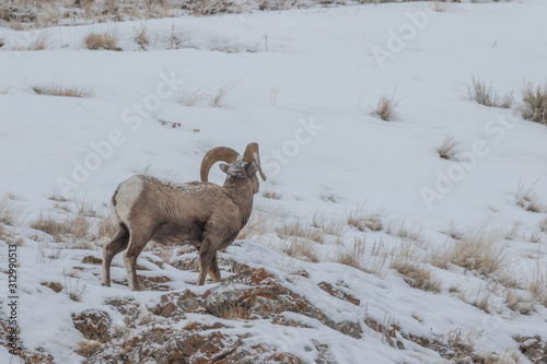 Rocky Mountain Bighorn Sheep Ram in Wyoming in Winter
