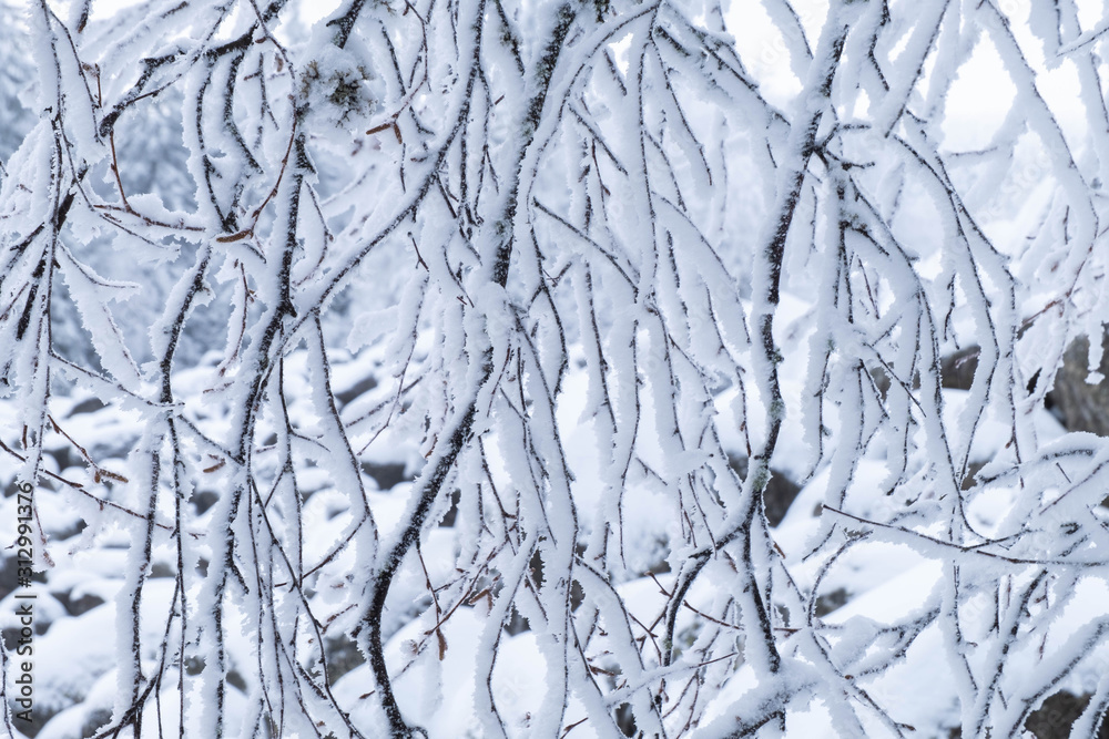 Winter background with branches covered with snow Winter background with branches covered with snow