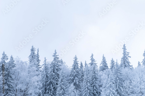 Snow covered forest during snow fall