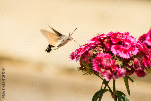 Hummingbird hawk-moth on flower