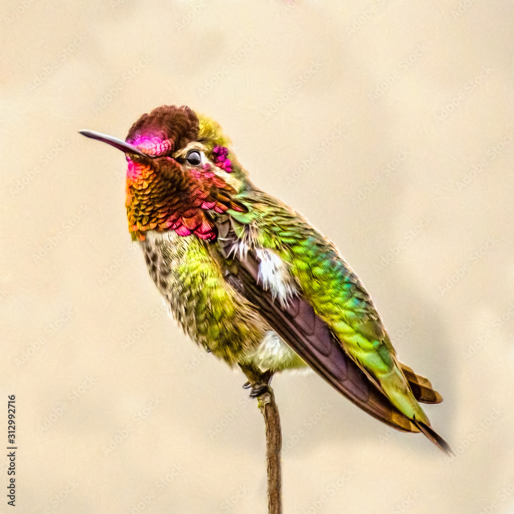 Fototapeta premium Hummer