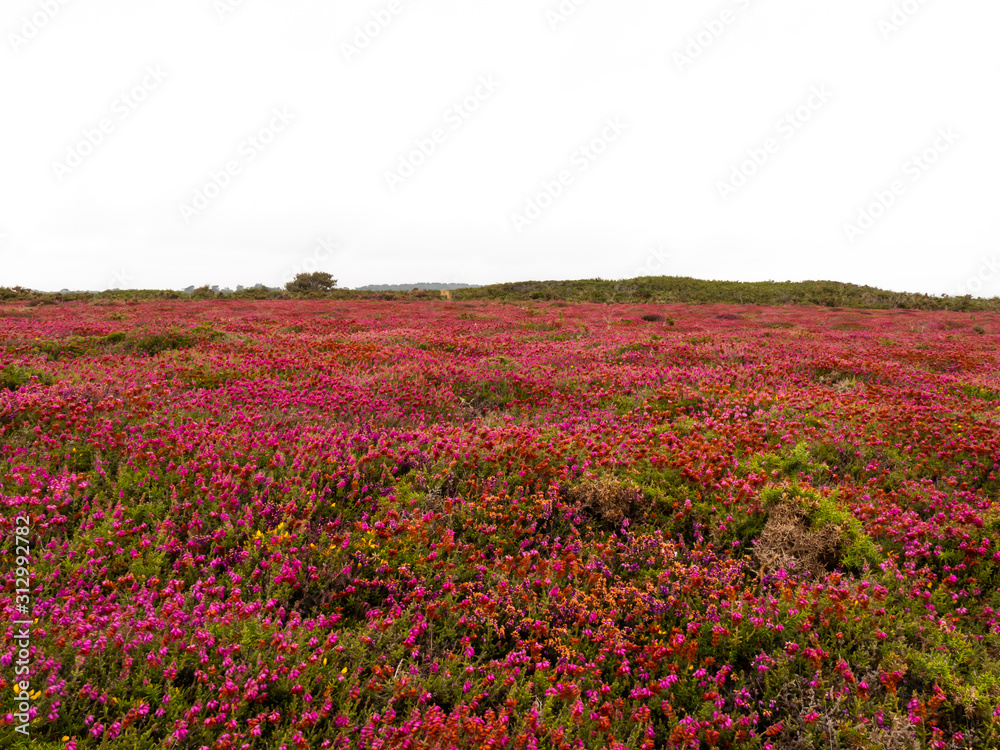 A beautiful field with the bell heather in Brittany, France. At Cap de la Chevre.