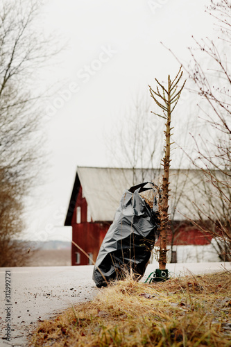 Bin bag near abandoned Christmas tree photo