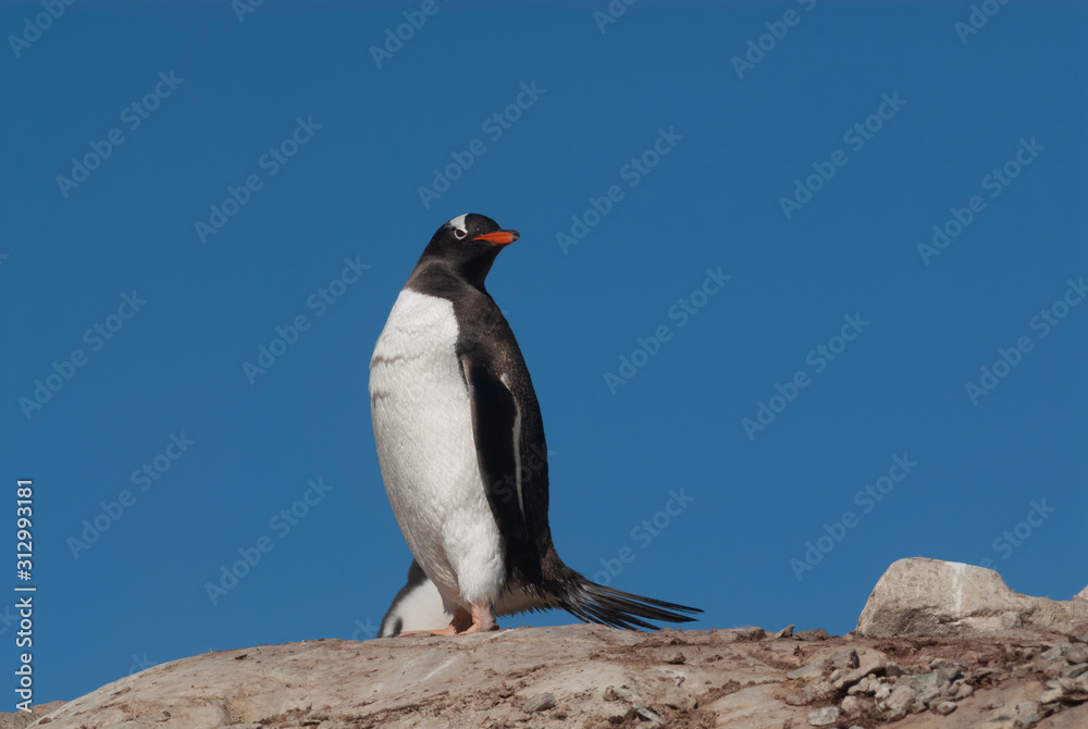 Fototapeta premium Gentoo Penguin, Pygoscelis papua,Neko Harbour,Antartica Peninsula.