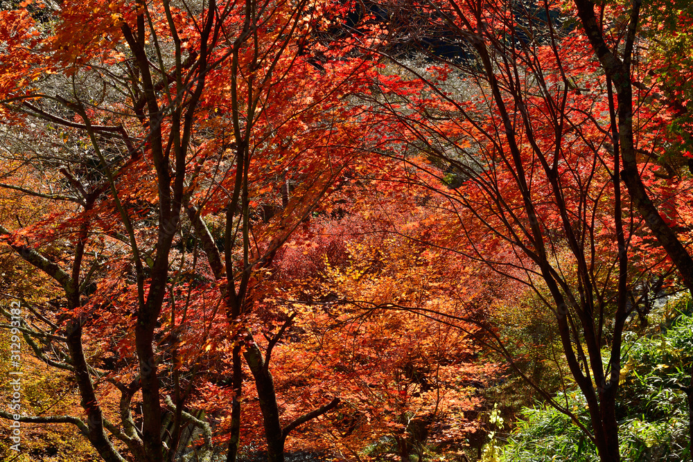 四季桜と紅葉 四季桜と紅葉