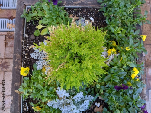 fern garden photo