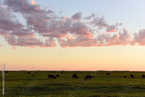Cows grazing in the field, in the Pampas plain, Argentina © foto4440
