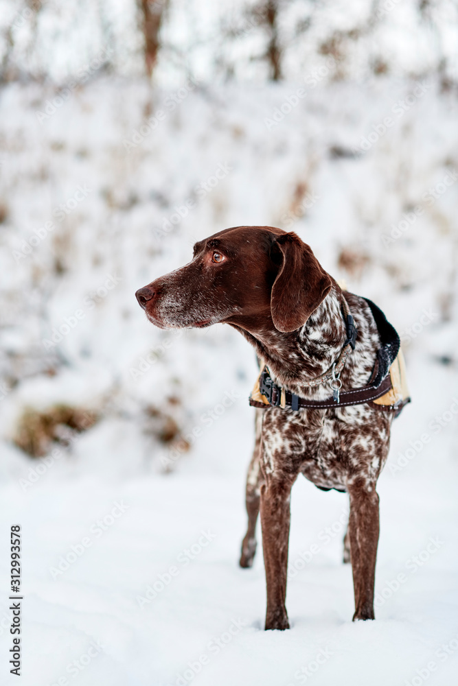 a purebred German Shorthaired Pointer standing in the snow. a purebred German Shorthaired Pointer standing in the snow.