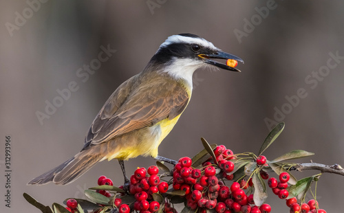 Great kiskadee Pitangus sulphuratus, Pantanal, Mato Grosso, Brasil photo