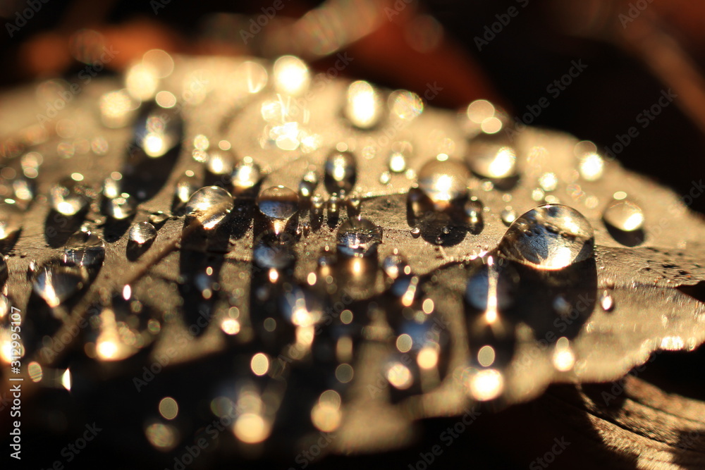 leaf with drops of water leaf with drops of water
