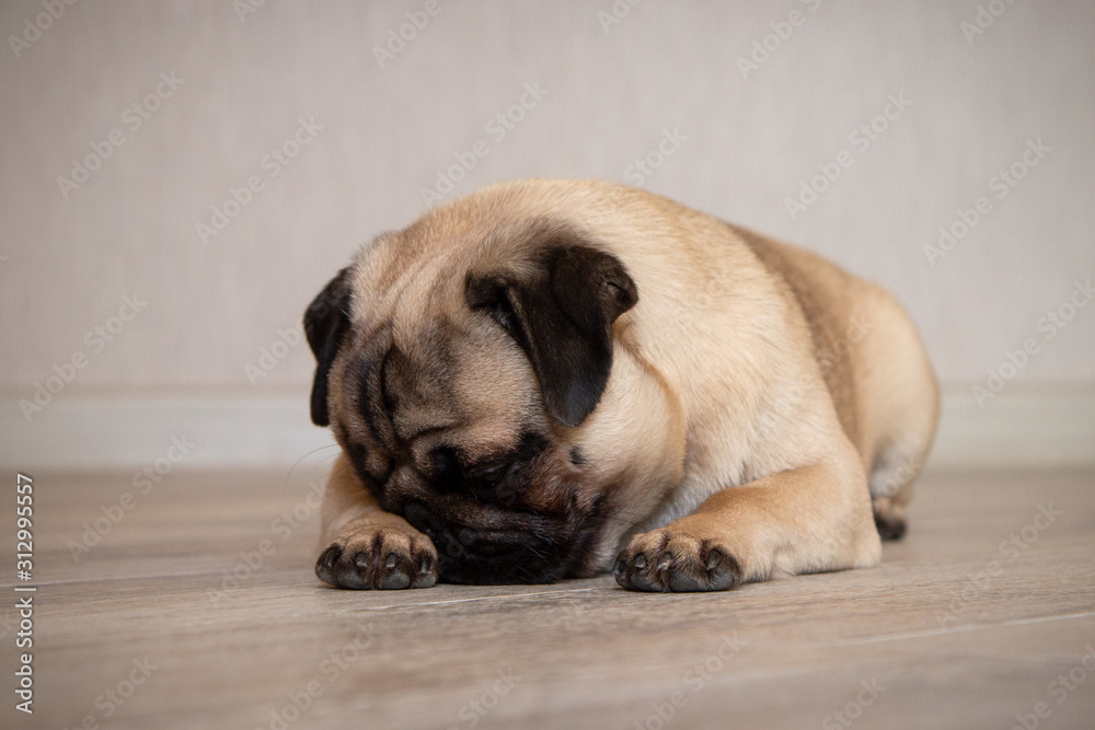 Byg op Palads Enlighten Sleep dog covering her nose with her paw Stock Photo | Adobe Stock