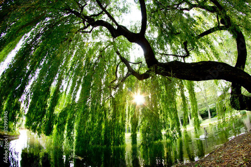 weeping willow over lake