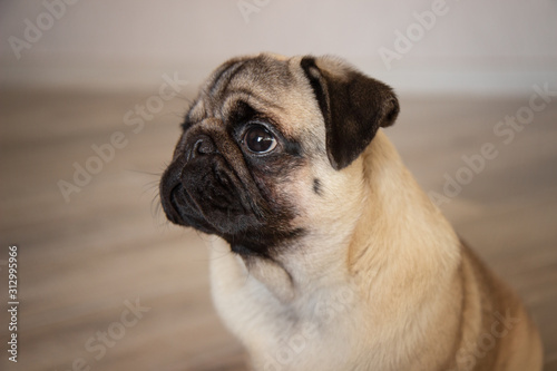cute dog pug breed have making funny face portrait © Yekatseryna