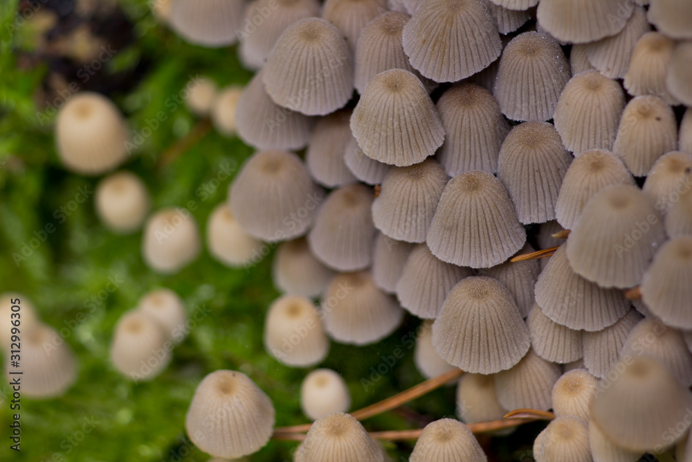 mushrooms on tree mushrooms on tree