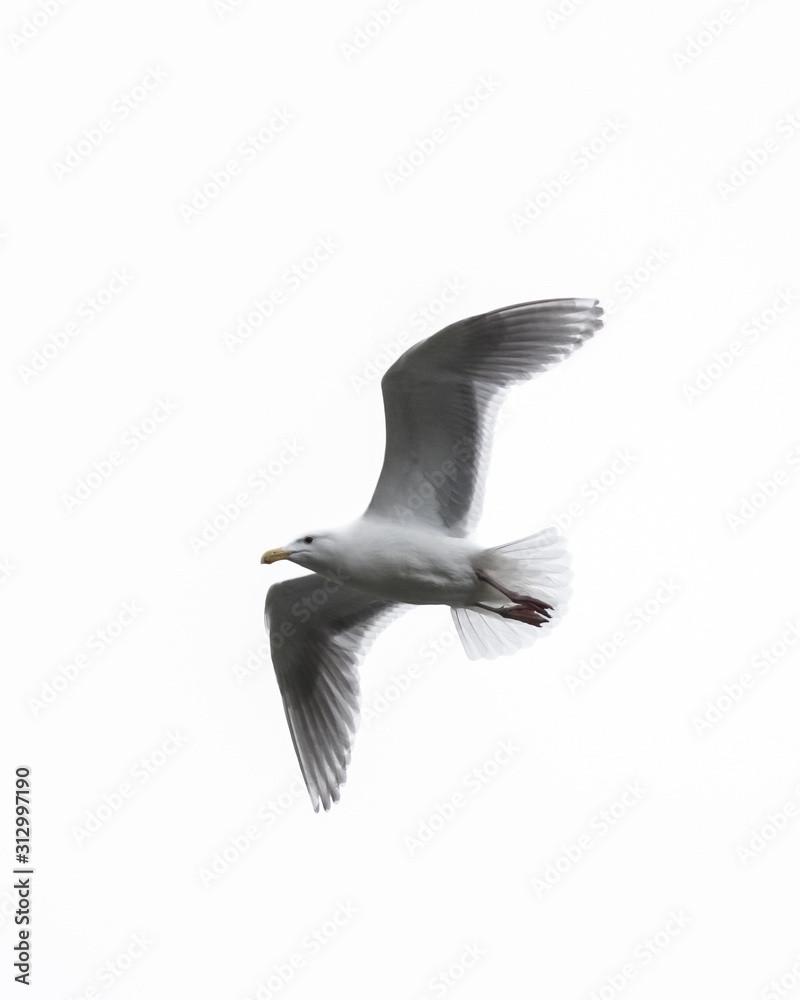 Obraz premium Flying Free