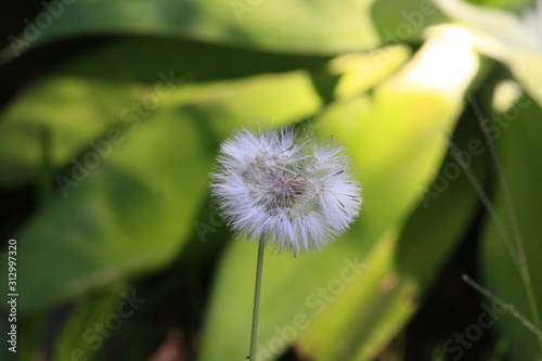 Dandelion in macro