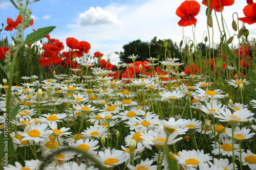 field of poppy flowers and daisies