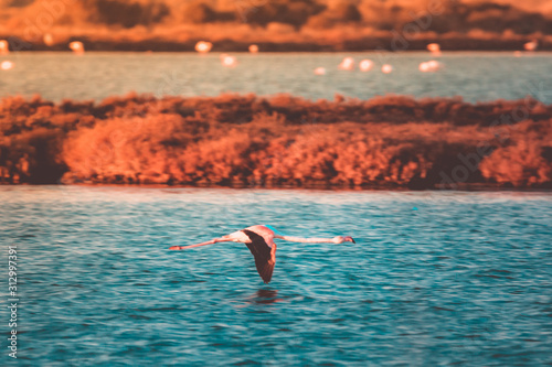 fenicottero rosa in volo sul pelo dell'acqua alla laguna di orbetello al tramonto photo