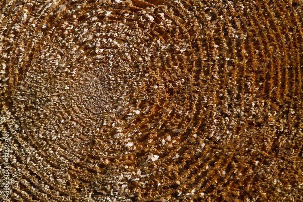 annual rings of a cut down tree annual rings of a cut down tree