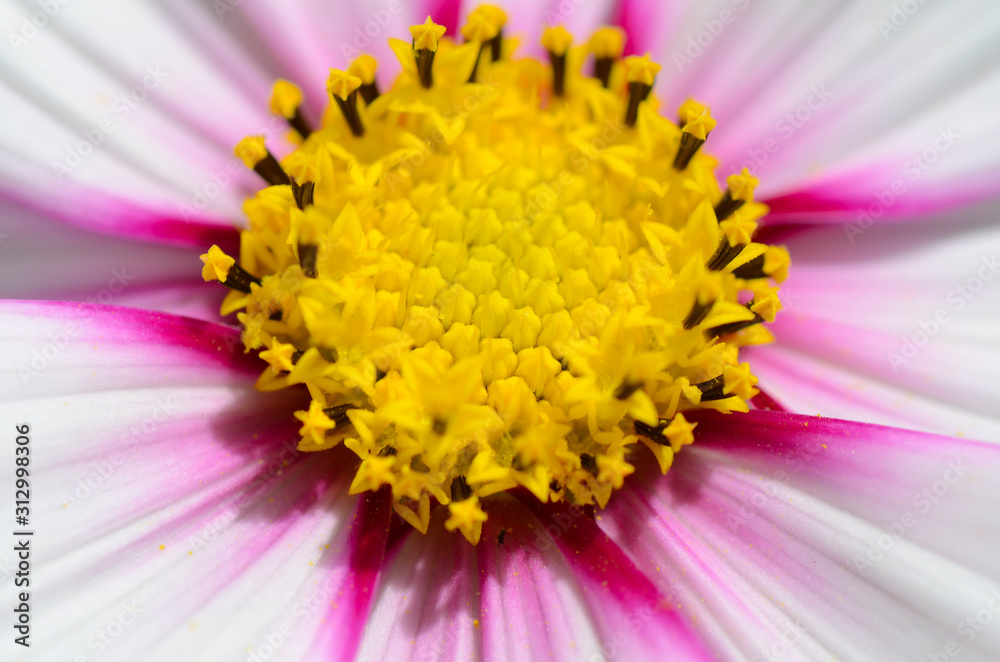 colorful flower with white, pink and yellow colorful flower with white, pink and yellow