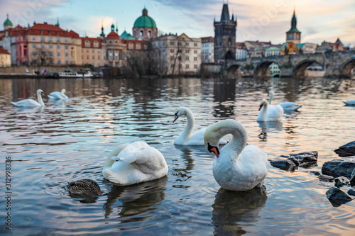 View of the Charles Bridge in the Czech Republic in Prague on the Vltava River, in the foreground swans wintering in this place.