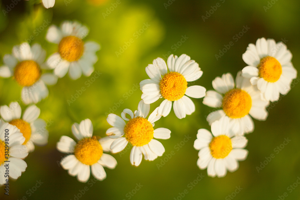 Fototapeta premium beautiful white Chamomile on green background
