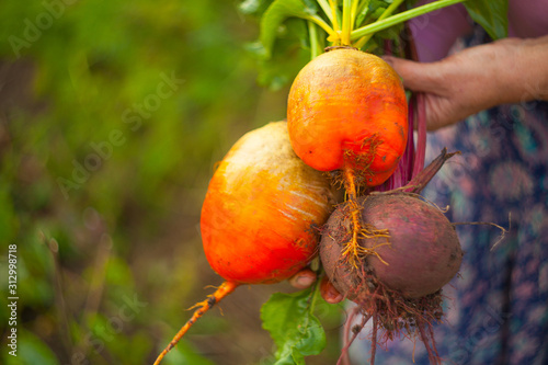 ripe fresh yellow beet on garden bed