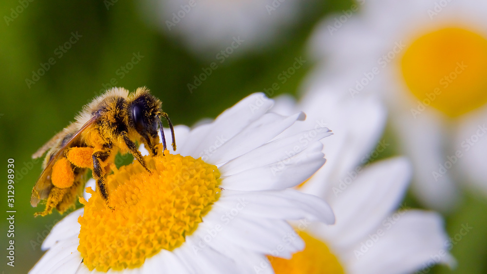 closeup of bee on flower closeup of bee on flower