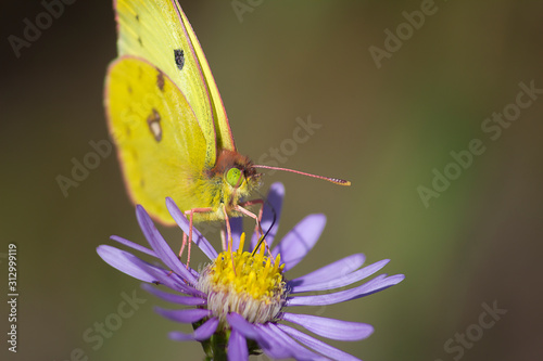 brimstone butterfly on flower photo