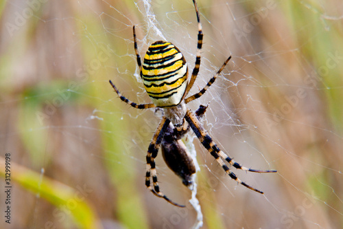 wasp spider on web