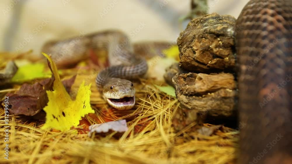 Closeup shot with selective focus of grey pet rat snake sitting on pine needles as it opens and closes its jaws. the final steps of eating a rat Closeup shot with selective focus of grey pet rat snake sitting on pine needles as it opens and closes its jaws. the final steps of eating a rat