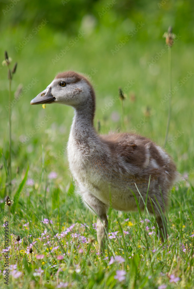 duck on grass duck on grass