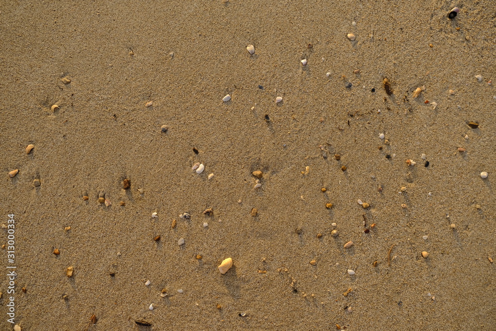 Sea Texture with Seashells at a Beach in Thailand Sea Texture with Seashells at a Beach in Thailand